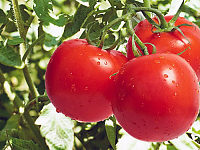 西红柿不能和什么一起吃 西红柿的功效与作用