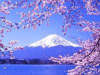 再过三个月日本樱花盛开，这个时间段去最合适，价格也很友好