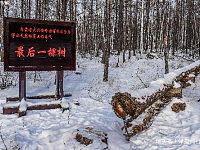 “最后一棵树”倒下，结束了大兴安岭63年伐木史，如今成热门景点