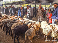 难得一见的新疆羊市，肥羊列队等待买家，精彩场面堪比电影