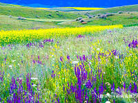 三月的伊犁，花开成海，草原大地美成了七彩花毯！