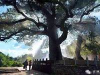 我国最神奇樟树，千年老树中藏有一尊佛像，吸引无数游客前往