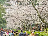 国内两个樱花园都号称世界三大赏樱地，谁更美游客心中自有一杆秤