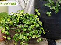 植物界最美的5大网红绿植，好看又好养，你家买对了吗？