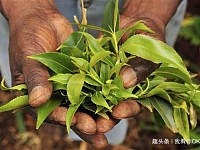 全世界唯一吃树叶的国家，把国家吃垮巧茶称为东非罂粟