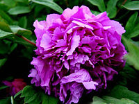 一花一世界，一叶一菩提奇花异草葛巾紫，20种名贵牡丹花语