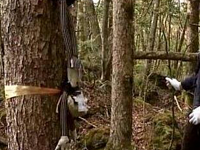 日本自杀森林，漫山遍野的陈尸近百具，这是为什么？