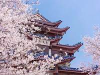 这里的樱花正值花期！比日本美，被誉为世界三大赏樱胜地之一