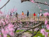 直播春天·赏｜桃花菜花紫荆花，浙江这个地方美成了油画