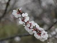 视频|暖春三月花开成海济宁市民踏青赏杏花