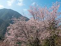 杭州最美赏樱地，漫山野樱花争相绽放，工作人员：可惜没游客欣赏