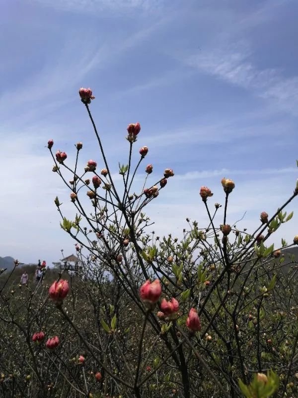 2020年4月26日大围山杜鹃花最新情况