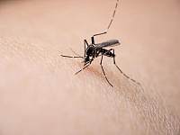 夏季深受蚊子肆虐，怎么做才能有效防蚊？