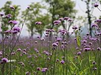 
洋湖湿地公园紫色花海马鞭草迎来最佳观赏期

