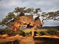 世界上最大的鸟巢，依附在树上，重达1吨，已有百年历史