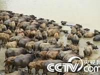 成群水牛横渡嘉陵江觅食形成百牛渡江景观