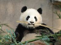 
长沙生态动物园熊猫馆重新开馆熊猫大美青青定居
