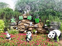 
长沙动物园熊猫最新消息（更新中）
