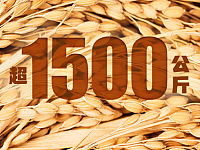 破纪录！袁隆平团队双季稻亩产超1500公斤！