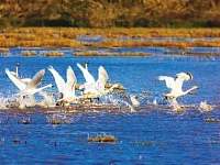 第十一届洞庭湖国际观鸟节启幕3000多只蒙古、西伯利亚小天鹅首次亮相