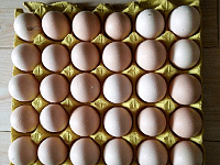 鸡蛋、鸭蛋、鹅蛋、鹌鹑蛋、鸽子蛋，这么多蛋，哪种最营养？