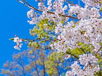 2021年3月6日长沙浔龙河樱花谷樱花节盛大开园