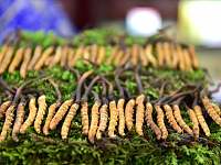 藏在幼虫驱壳里的药草：冬虫夏草，它不是保健品，别被骗了