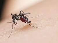 一年至少要吃3000只蚊子，需要8年才能长大，却被人们恶意捕食