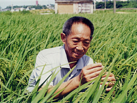 杂交水稻之父袁隆平逝世，享年91岁，愿天堂没有饥饿