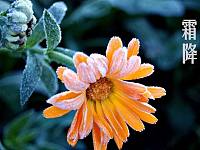霜降到了，萝卜的6种花样做法，既御寒又贴膘，精神饱满迎冬天！
