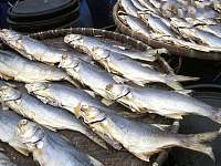 中式咸鱼被世卫组织列入一级致癌物清单，与多种癌症相关
