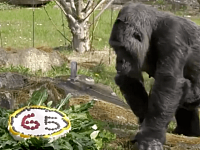 世界上最短命的大猩猩65岁啦！动物园定制特别蛋糕庆生，太暖了！