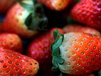 不明原因甲型肝炎在北美多地出现，或与有机草莓有关
